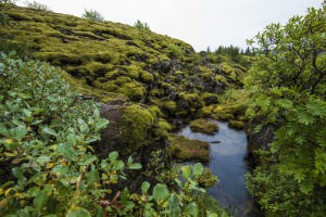 Fotokurs Island: Þingvellir